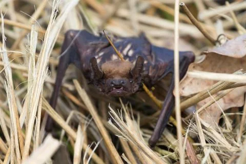 Bat dries itself after a fall in the water on the reeds of the shore Stock Photos