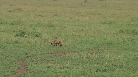 Bat-eared fox Stock Footage 10722916
