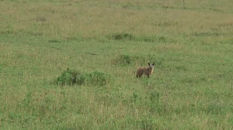 Bat-eared fox Stock Footage 10722933
