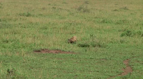 Bat-eared fox Stock Footage 10750402
