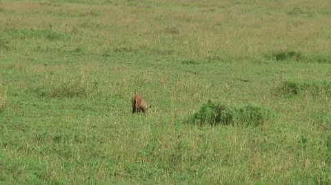 Bat-eared fox Stock Footage 10750416
