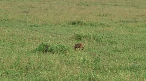 Bat-eared fox Stock Footage 10750444