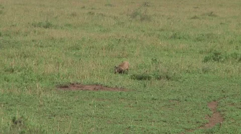 Bat-eared fox Stock Footage 10756580