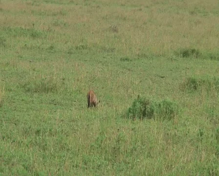 Bat-eared fox Stock Footage 10756589