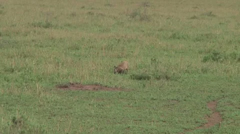 Bat-eared fox Stock Footage 10759543