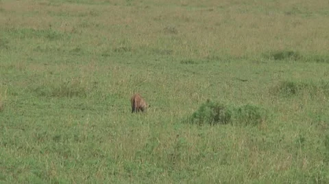 Bat-eared fox Stock Footage 10759563