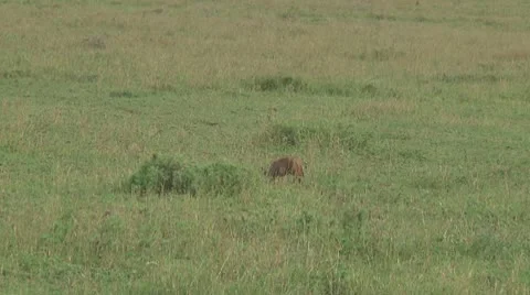 Bat-eared fox Stock Footage 10759608