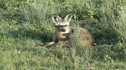 BAT-EARED FOX Video stock 21225021
