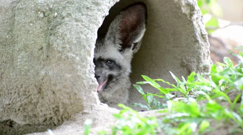 Bat eared Fox Video stock 38491858