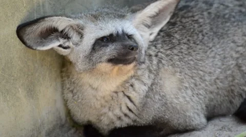 Bat eared Fox Stock Footage 44407564