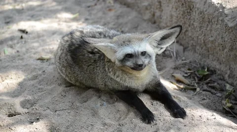 Bat eared Fox Stock Footage 44407607