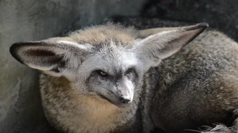 Bat eared Fox Stock Footage 44458349