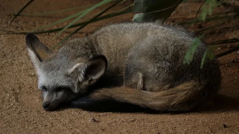 Bat eared Fox Stock Footage 88004478