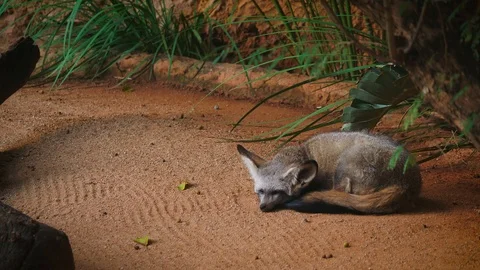 Bat Eared Fox Stock Footage 88022001
