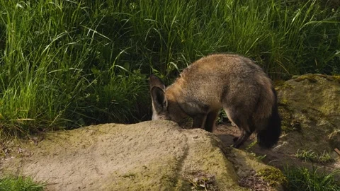 A bat-eared fox  Stock Footage 238883231