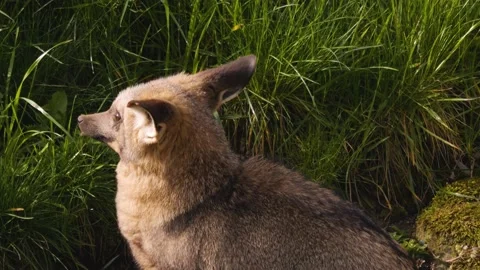 A bat-eared fox Stock Footage 238982536