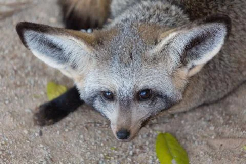 Bat eared fox Namibia Stock Photos