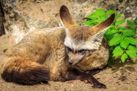 Bat-eared fox Foto stock