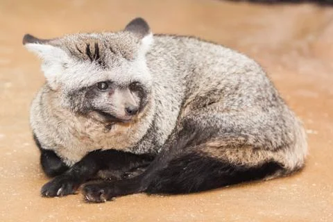 Bat-eared fox Foto stock