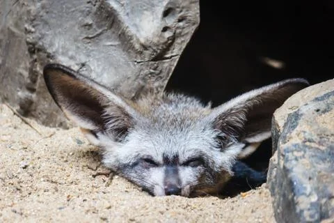 Bat-eared fox Foto stock
