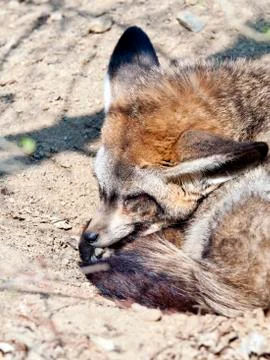 Bat-eared fox Foto stock