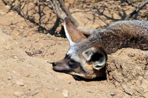 Bat-eared fox Stock Photos