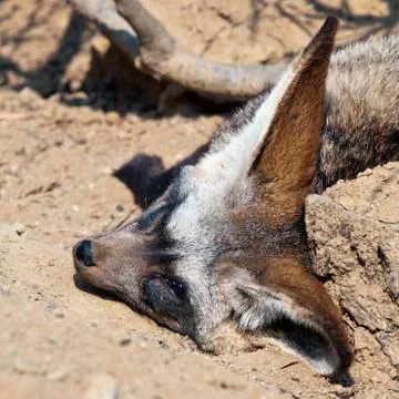 Bat-eared fox Stock Photos