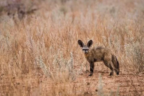 Bat Eared Fox Stock Photos