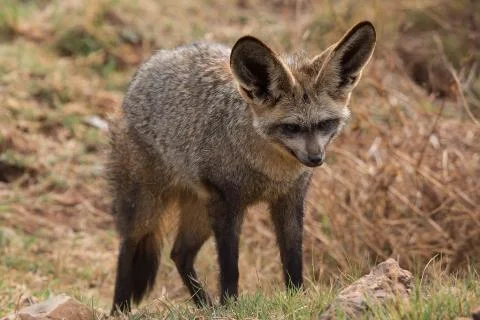Bat eared fox Stock Photos