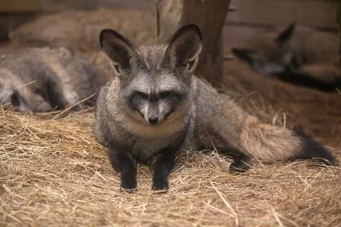 Bat eared fox resting on dried grass Stock Photos
