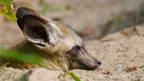 Bat-eared Fox Resting in Zoo Habitat on a Sunny Summer Morning | 4K Wildlif.. Video stock 339338865