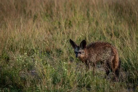 Bat-eared fox standing in the grass. Stock Photos
