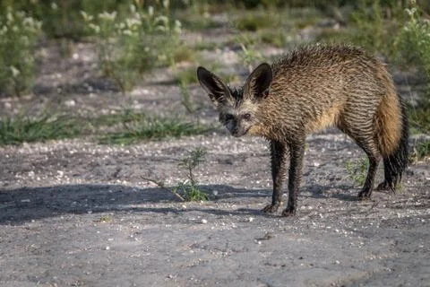 Bat-eared fox starring at the camera. Stock Photos