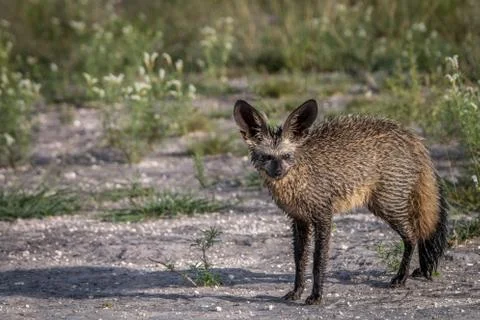 Bat-eared fox starring at the camera. Stock Photos