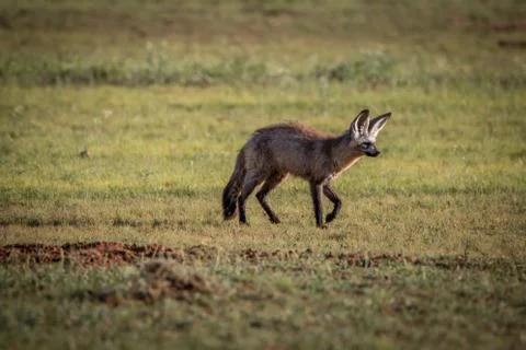 Bat-eared fox walking in the grass. Stock Photos