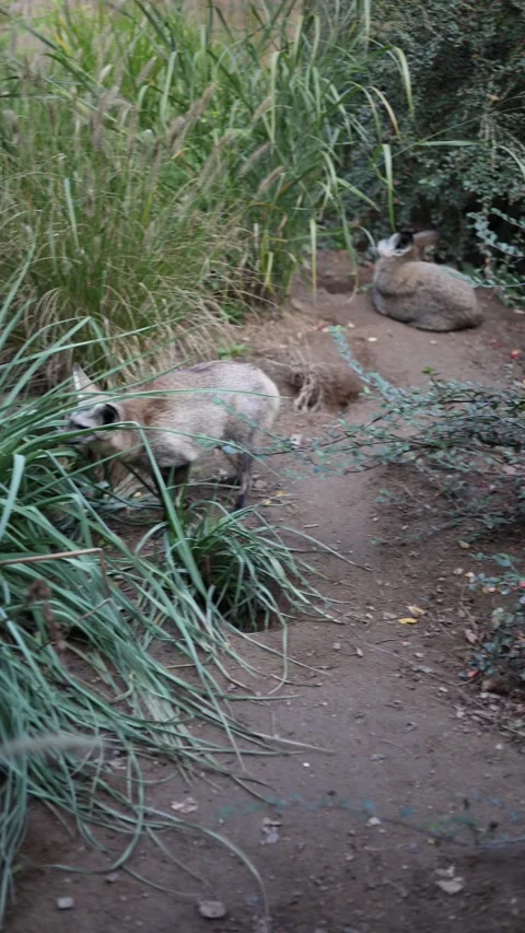Bat-eared fox at the zoo vertical video Stock Footage 288042345