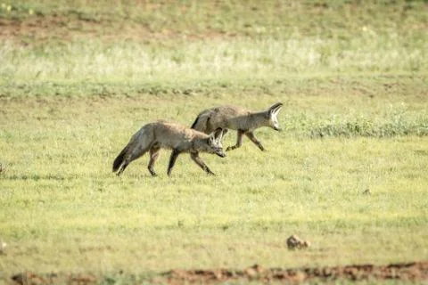 Bat-eared foxes walking in the grass. Stock Photos