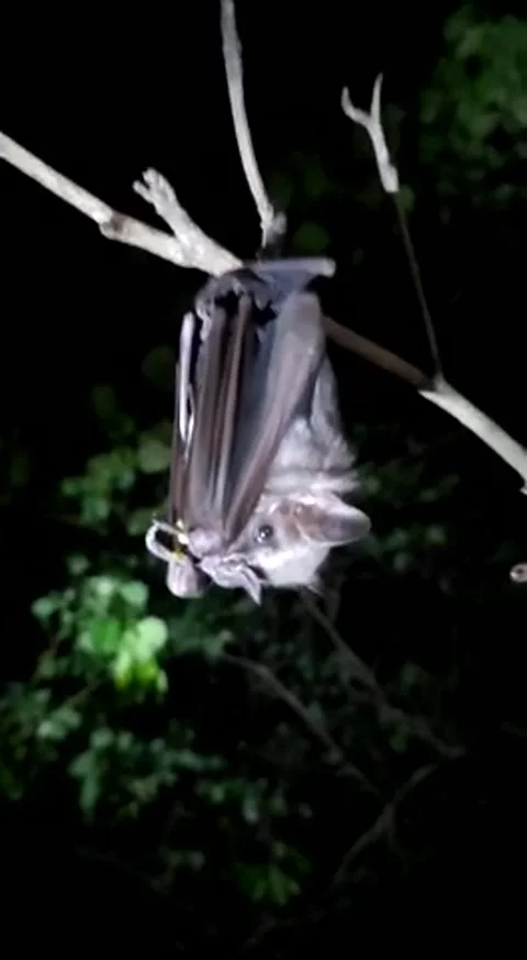 Bat eating insect in Caribbean Stock Footage 205529096