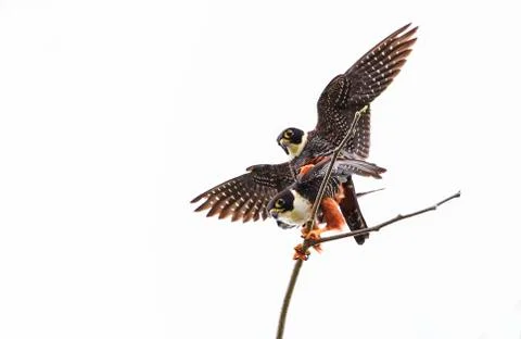 Bat falcons mating in Belize Stock Photos