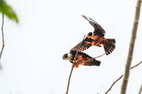 Bat falcons mating in Belize Stock Photos