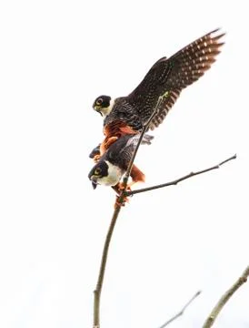 Bat falcons mating in Belize Stock Photos