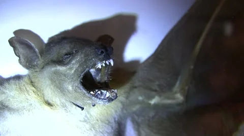 Bat fangs very close-up with light LANHM 2010 Video stock 47678555