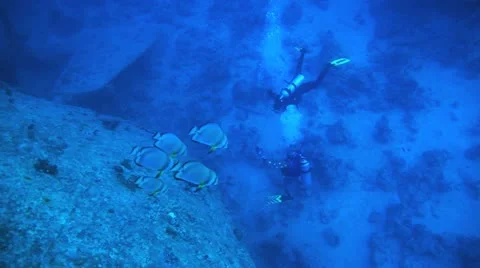 Bat fish with divers in the background Stockbeeldmateriaal 22638001