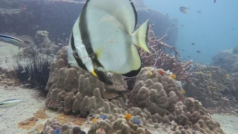 Bat fish with a fish hook stuck in its eye. Stock Footage 80854378