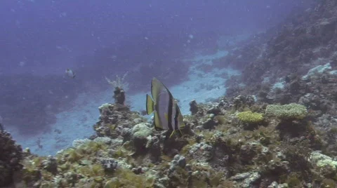 Bat Fish Stock Footage 157169