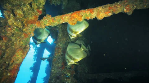 Bat fish inside the ship wreck Stock Footage 22733599