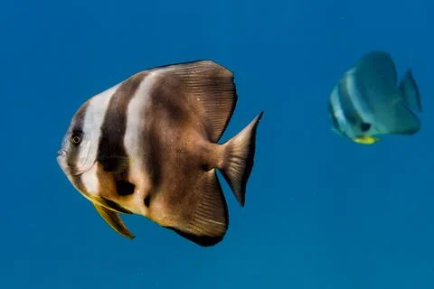 Bat fish portrait Stock Photos