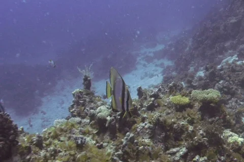 Bat Fish SD NTSC Stock Footage 386119