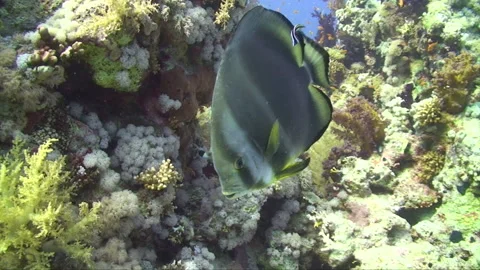 Bat fish with two cleaner wrasse Stock Footage 293939953