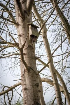 A bat flat box hangs on a tree trunk Stock Photos
